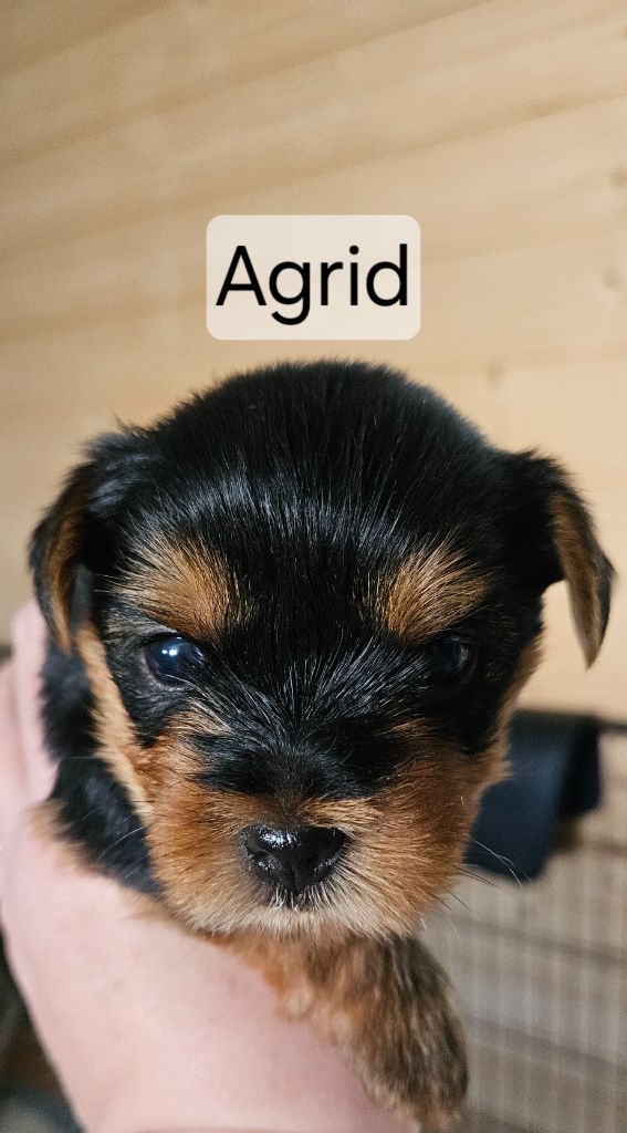 Angelique Vion - Chiots disponibles - Yorkshire Terrier