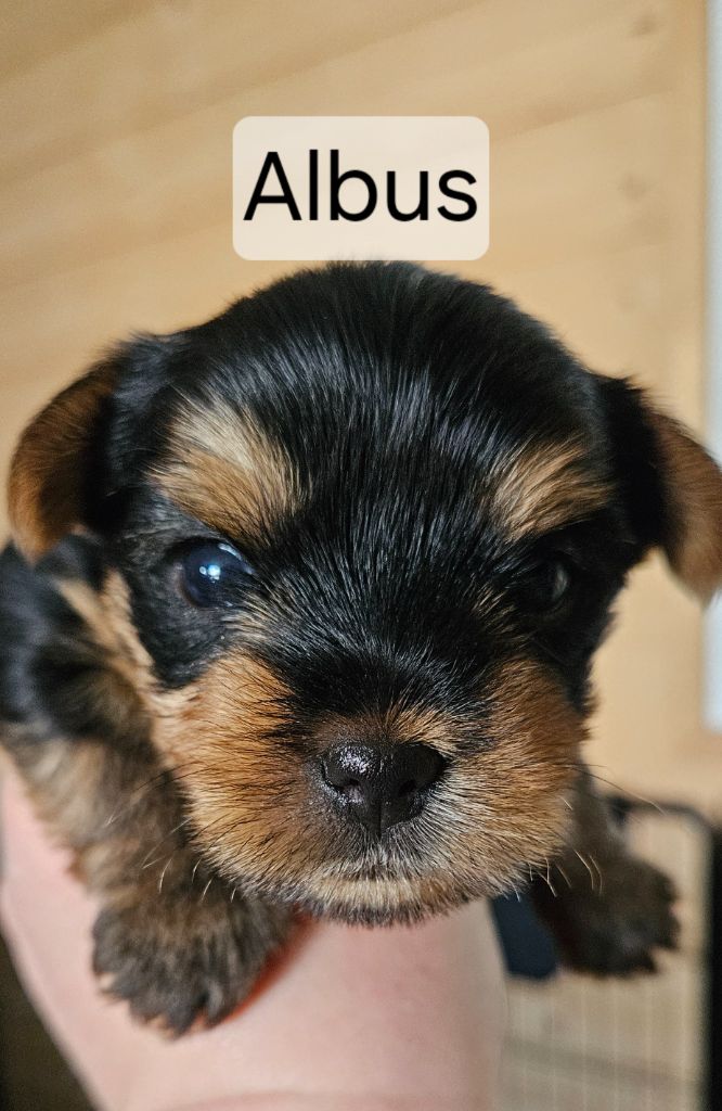 Angelique Vion - Chiots disponibles - Yorkshire Terrier