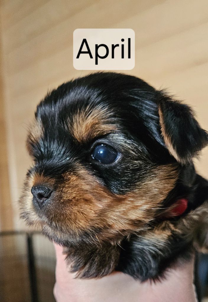 Angelique Vion - Chiots disponibles - Yorkshire Terrier