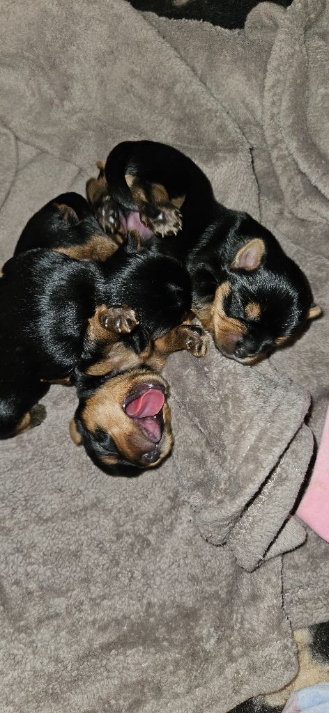 Chiot Yorkshire Terrier Angelique Vion